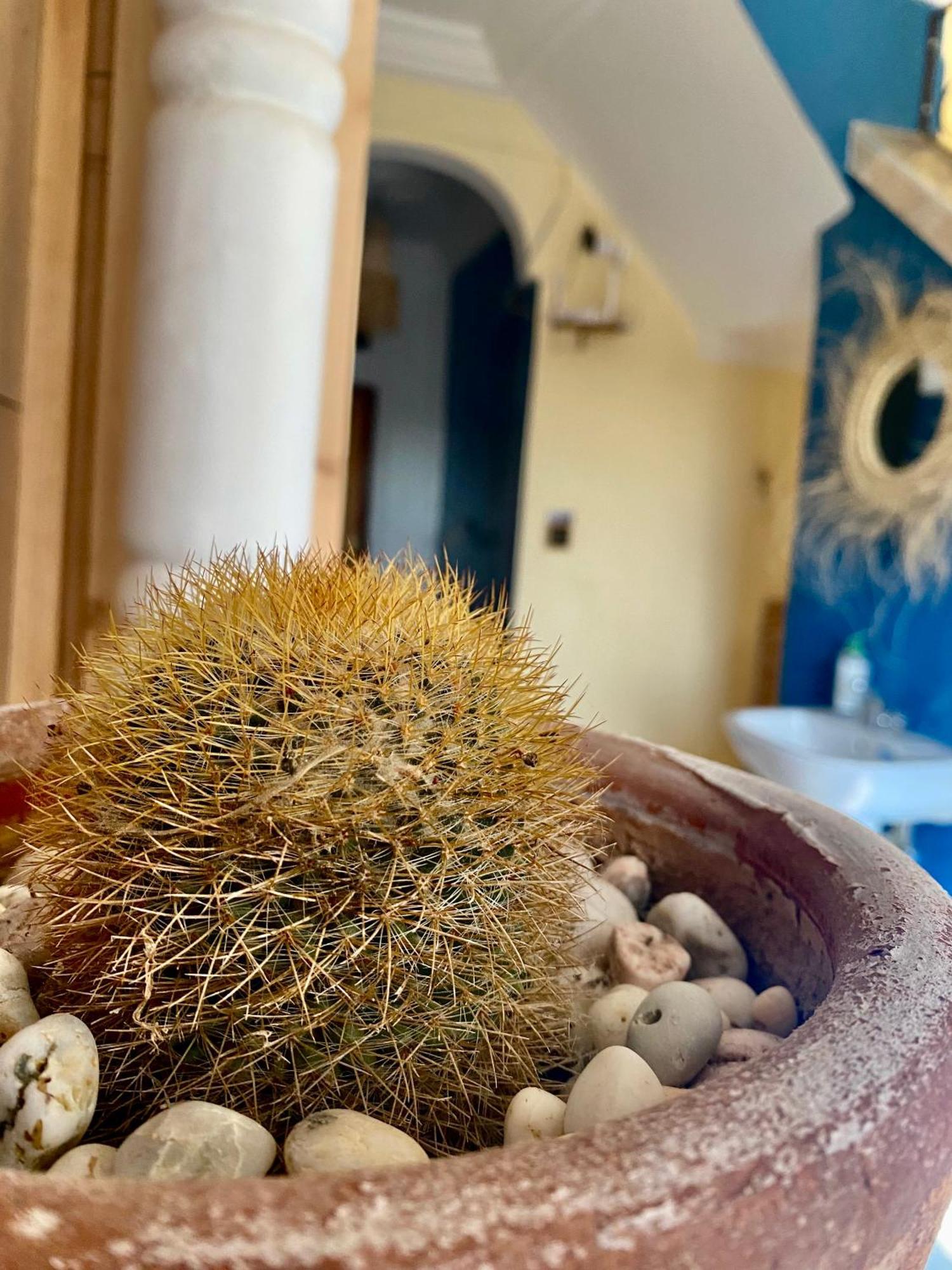 Hostel Mamo Surf Morocco Tamraght Zewnętrze zdjęcie
